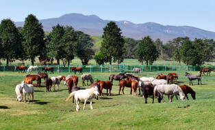 Horses grazing on Jeju Island