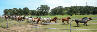 Jeju horses