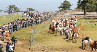 Jeju horses