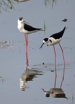 Black-winged stilts