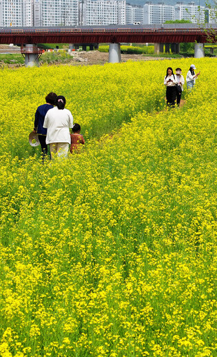 Yellow flowers in southwestern S. Korea