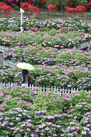 Hydrangea garden on S. Korean island