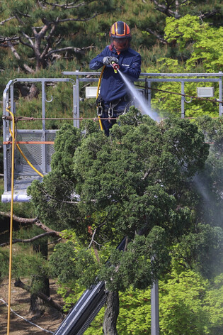 Cleaning Seoul's oldest juniper tree