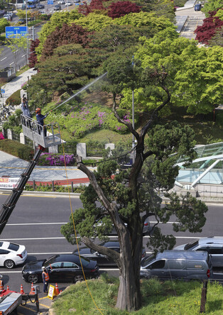 Cleaning Seoul's oldest juniper tree