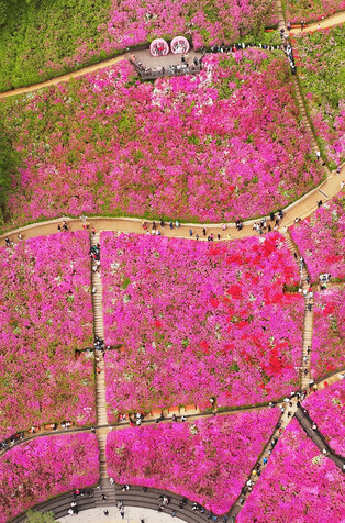 Azalea flowers in full bloom