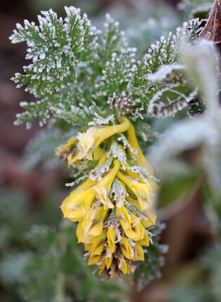 Unseasonably cold weather