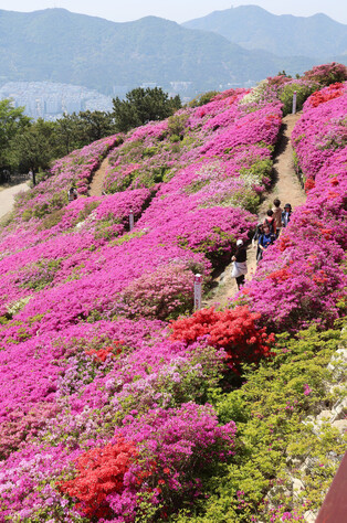 Royal azaleas in bloom