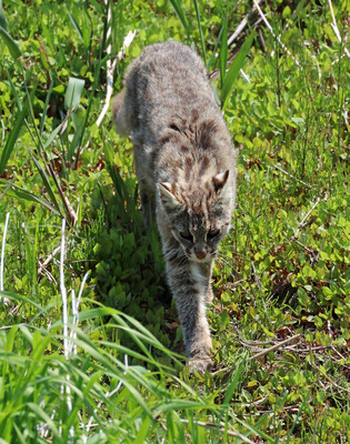 Endangered animal found