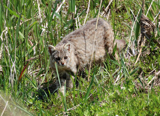 Endangered animal found