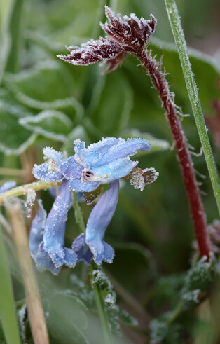 Unseasonably cold weather