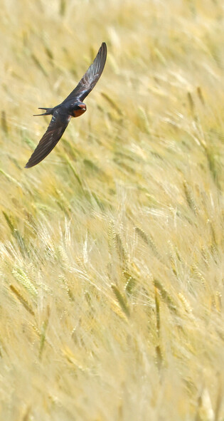 Swallow over barley field