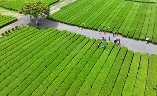 Green tea fields in S. Korea