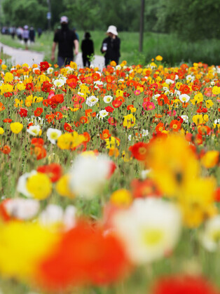 Field of poppy flowers
