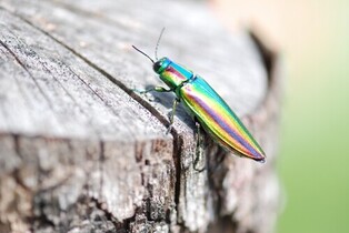 Exquisite Shine Meets Gold: Jewel Beetle Wings Found on Silla Gilt-Bronze Crown for First Time