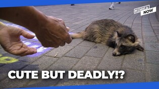 Seoul residents advised not to touch wild raccoons that may have deadly viruses