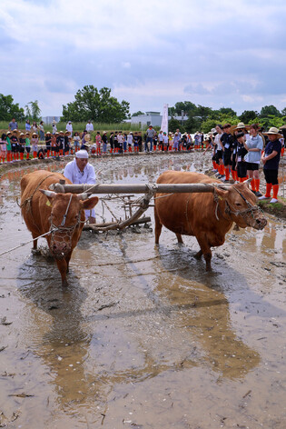 Bull-powered rice paddy tilling