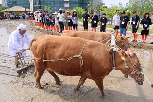 Bull-powered rice paddy tilling