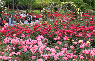 Roses in full bloom