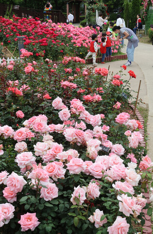 Roses in full bloom