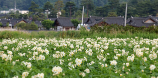 Potato flowers