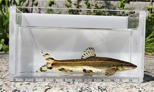 Freshwater fish found in Seoul's Cheonggye Stream