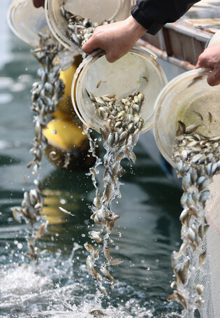 Stocking sea with fish