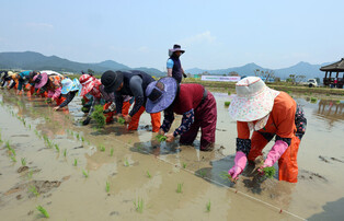 Rice planting