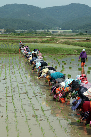 Rice planting