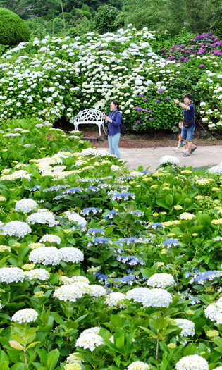 Hydrangea garden on S. Korean island