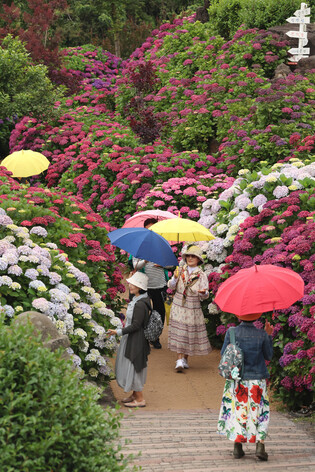Rainy season starts on Jeju Island