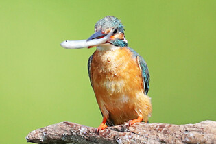 Common kingfisher's hunt