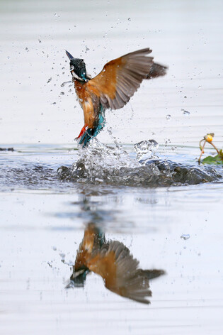 Common kingfisher's hunt
