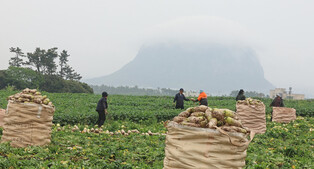 Radish harvesting