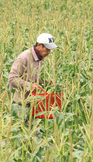 Harvesting super sweet corn