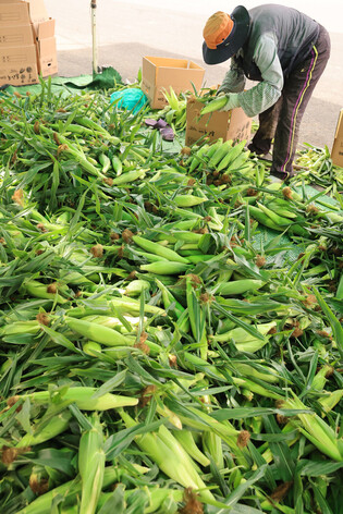 Harvesting super sweet corn