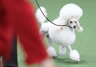 Dog show in Seoul