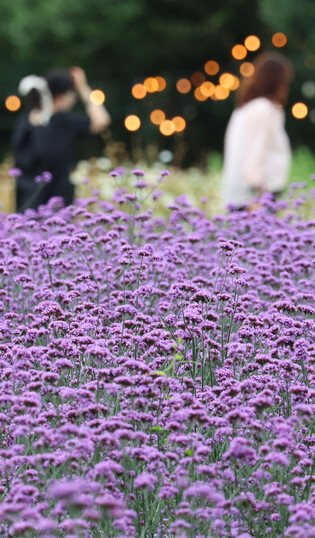 Verbena flowers