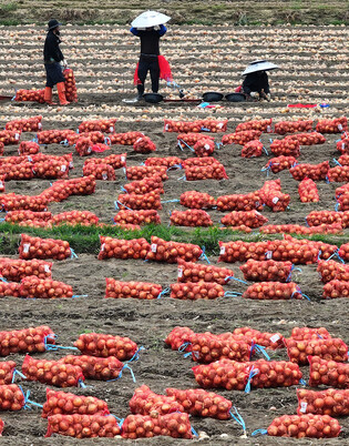 Onion harvesting