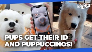 South Korea embraces pet-friendly services: from noseprints to puppuccinos