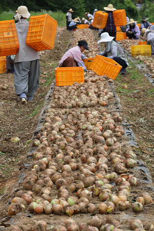 Harvesting onions