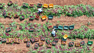 Beet harvesting