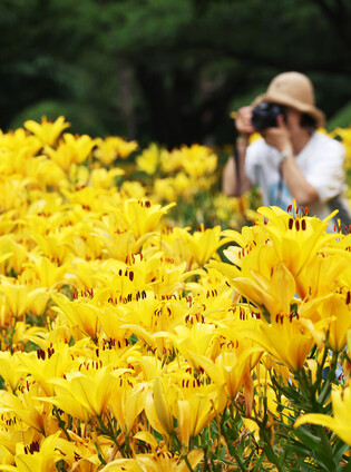 Lilies at nature park