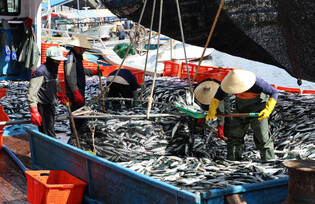 Bumper mackerel catch