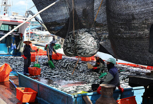 Bumper mackerel catch