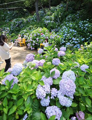 Hydrangeas reach full bloom