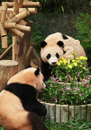 S. Korea-born twin giant pandas