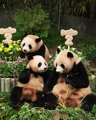S. Korea-born twin giant pandas