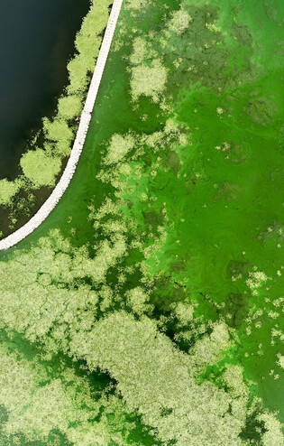 Green tides on lake
