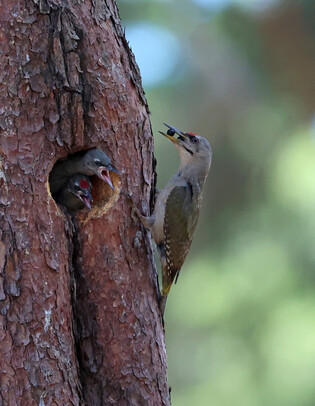 Woodpecker's nest