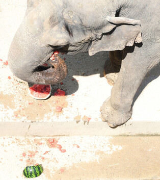 Elephant treated to summer fruit